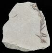 Metasequoia (Dawn Redwood) Fossil - Montana #62277-2